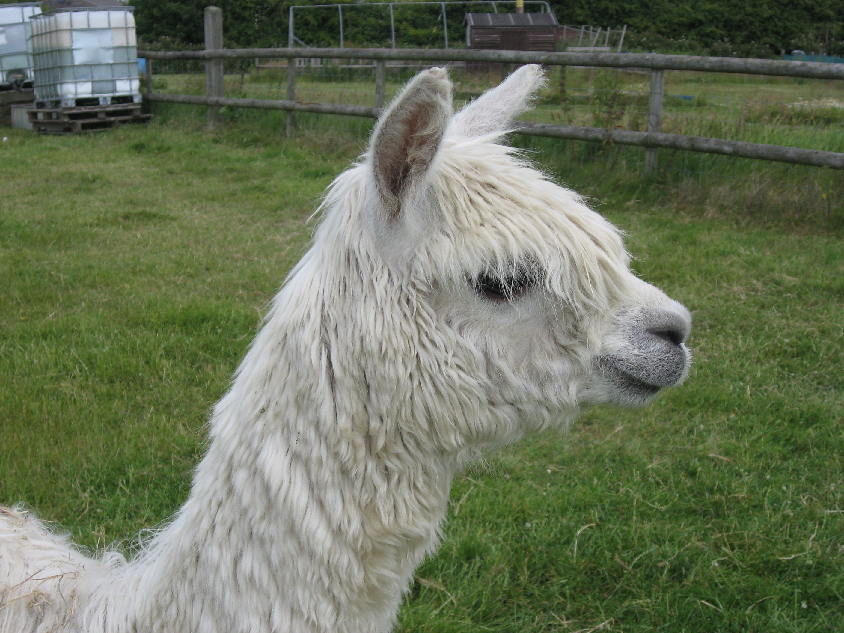 Billy | Alpacalma